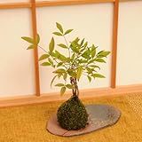 苔玉　南天（受け皿付）