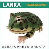 リアルな両生類フィギュア LANKA（ランカ） 21440 ラテックス ベルツノガエル 天然ゴ...