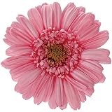 大地農園 プリザーブドフラワー ガーベラ(9輪入り) DO003170-185