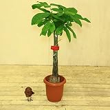 観葉植物:パキラ(発財樹)*【三つ編み】