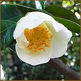 椿（ツバキ）の苗木　加茂本阿弥