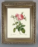 BiblioArt Series　P.J.ルドゥーテ 「ロサ・ケンティフォリア・フォリアセア」 金縁額装品