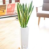 観葉植物　サンスベリア　7号　陶器ロング　角白（ストーン付）　＜　誕生日祝い　結婚祝い　結婚記念日　出産祝いに　＞