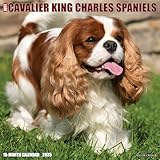Just Cavalier King Charles Spaniels 2025 12 X 12 Wall Calendar