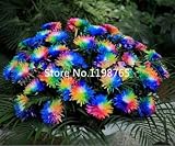 200 Pcs/bag, Rainbow Chrysanthemum Flower Seeds,new Arrival Diy Home Garden Plant Sementes Plants Bo