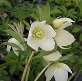 プチドール咲き・小輪 クリスマスローズ　 プレミアムコレクション　 プチドール　栞(しおり)　 9cmポット2017年秋の新苗 花苗 ガーデニング 寄せ植え