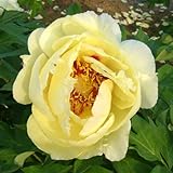 牡丹（ぼたん）：黄冠（おうかん）3年生苗6号ポット[黄系の変わり咲き高級種]