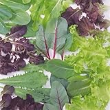 種 野菜たね ベビーリーフ いろいろレタスミックス 1袋（20ml） ゆうパケット/国華園 24年春商品