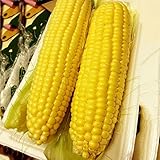 TOPmountain スイートトウモロコシの種 1パック トウモロコシの種子 野菜の種の庭の植物