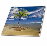 3dRose ct_86642_1 Coconut Palm Tree, Middle of Ocean-Sa13 Dpb0526-Douglas Peebles-Ceramic Tile, 4-In