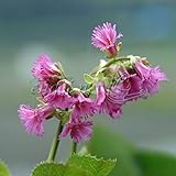 イワカガミ：オオイワカガミ3号ポット 2株セット[大岩鏡　低地性のやや大型になる品種]