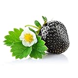 20pcs　フルーツクリームイチゴ種子　ホームガーデンスウィートデリシャスハーディフルーツ種　ブラック３