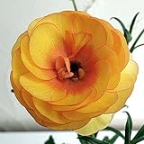 ラナンキュラス：ラックスシリーズ　ロティス3.5号ロングポット[綾園芸さんの光沢のあるスプレー咲き] ノーブランド品