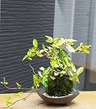 黄金と緑色の葉が美しい苔玉【テイカカズラの苔玉・三つ足灰器セット】 (敷石の色（白）)