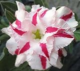 40 Fresh seedsアデニウム アラビカム オベスム 砂漠のバラ種子(40粒)塊根植物種子Adenium obesum Desert Roses seeds no267-Quatro-whit