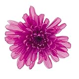 大地農園 プリザーブドフラワー ことね菊 (6輪入り) ラズベリー DO004790-261