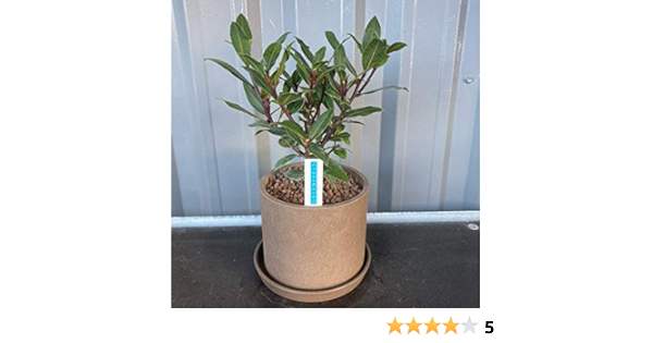 Amazon ギフト鉢植えローリエ月桂樹ゲッケイジュ５号高さ約３０cm 陶器鉢 花 観葉植物 フラワーギフト オンライン通販