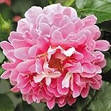 国華園　バラ苗　ファンシー ラッフル 1株【※発送が国華園からの場合のみ正規品です】