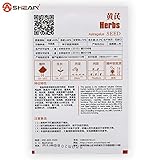 1オリジナルパック20個レンゲハーブ植物の種子、ハーブとレンゲの種子
