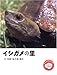 イシガメの里 (わたしのワンダー みぢかな生きもの)