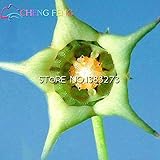 100pcs Stapelia Seeds Five Lithops Mix Succulent Seeds Rare Fresh Bonsai Plants For Home & Garden Fl