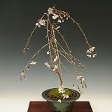 盆栽：しだれ富士桜(緑丸鉢）