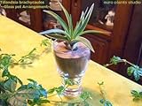 エアープランツチランジア・ブラキカウロス / デザイングラスポット / AirPlants Tillandsia・Brachycaulos / Design Glass pot / インテリアグリーン