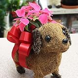 プリンセチア わんちゃんバスケット付き（茶色の子犬） 誕生日プレゼントや冬の花ギフト