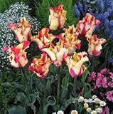 チューリップ　フレミングパーロット　５球入