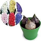 ヒヤシンス：3球ミックス植え4号ポット 2鉢セット ノーブランド品