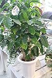 【ラッピング代無料】　観葉植物　コーヒーの木　6寸鉢　【送料込価格】