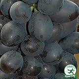 ぶどう 苗 【オリエンタルスター】 1年生 ウイルスフリー 接ぎ木 ポット苗