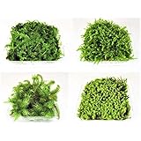 Amazon コケのインテリア コケリウム 栽培キット テラリウム キット 苔盆栽 セット コケリウムキット モダン 栽培キット オンライン通販