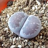 asリトープス ちょっと大きめ紫李夫人 多肉植物 6cmポット メセン