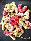 Thai Pithecellobium dulce Fabaceae 10 Seeds ThailandMrk