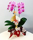 お正月飾り　産地直送の花ギフト　椎名洋ラン園のミディ胡蝶蘭2本立ち4号陶器鉢　ピンク系　風呂敷包み　迎春ピック付き