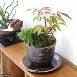 （山野草／盆栽）苔２種とハゼノキ　益子焼鉢植え　穴有益子焼植木鉢（炭化）（１鉢）