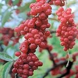 グミ：秋グミ（アキグミ・赤実）3.5号ポット[秋にびっしりと紅色の実をつける豊産種][苗木] ノーブランド品