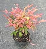 五色南天 （オタフクナンテン、ゴシキナンテン）