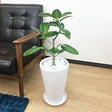 フィカス ベンガレンシス ゴムの木 陶器鉢植え 観葉植物 インテリア 中型 ベンガルゴム