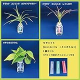 土なし　清潔　水やり簡単　セラハイト　ミニボトル　３個セット