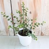 ハートリーフユーカリ デシピエンス 観葉植物 ハーブ 4号鉢