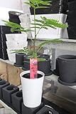 【観葉植物】　エバーフレッシュ　5寸鉢　【ラッピング代込】【送料込価格】
