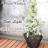 ベンジャミンスターライト７号　北欧IKEA大壺カゴ付