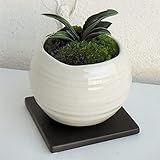[ギフトに]万年青 （おもと）：瑞泉 白丸型陶器鉢Sサイズ植え・角受け皿付き ノーブランド品