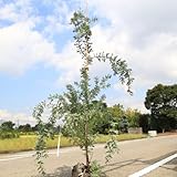 庭木：銀葉アカシア（ミモザ）プルプレア　Ｈ：約150ｃｍ