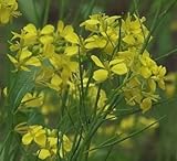 Brassica nigra - Hot English Mustard - 10 seeds