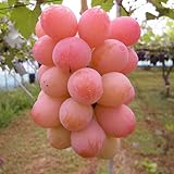 ぶどう 苗木 クイーンニーナ（PVP) 12cmポット苗 ブドウ 苗 葡萄