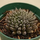 スマロ 7.5cmポット シノクラッスラ Sinocrassula yunnanensis 四馬路 福岡県産 多肉植物 多肉 観葉植物 インテリアグリーン 寄せ植えに