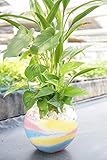 【土を使っていないから衛生的でお部屋のインテリアにぴったり】　観葉植物　ハイドロカルチャー　バブ12　カラフルカラーサンド（4色） 寄せ植え二種